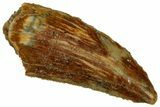 Serrated, Raptor Tooth - Real Dinosaur Tooth #296162-1